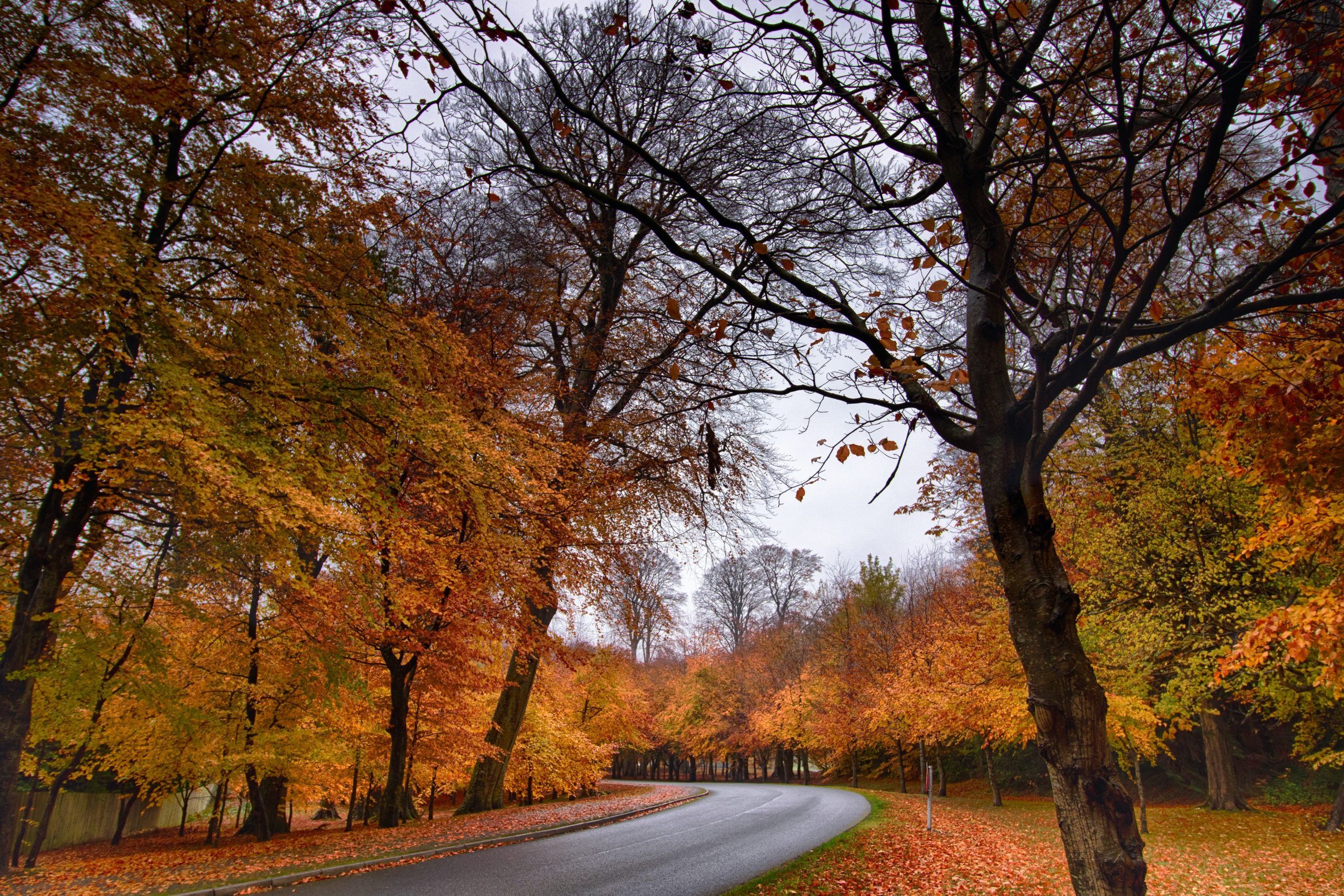 autumn tree road